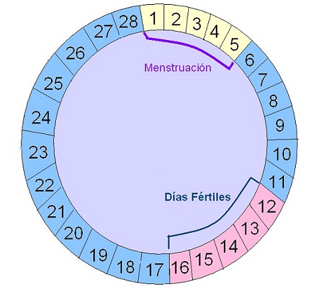 calculadora de ovulacion dias fertiles tiempo de embarazo fecha de parto