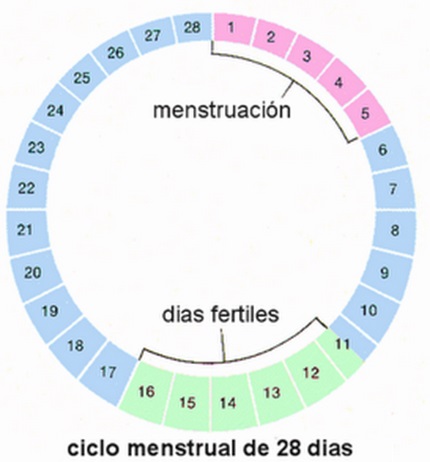 calendario ovulacion
