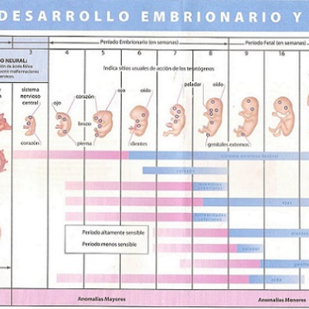 calendario del embarazo