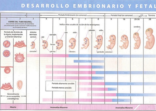 calendario del embarazo